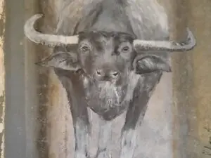 Buffel